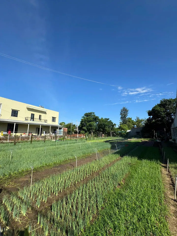 Không Thể Bỏ Qua 1 Lô Đất 3 Giá Trị – Lô Góc 2 Mặt Tiền View Sông Và View Làng Rau Trà Quế Cực Hiếm Tại Hội An (MS558)